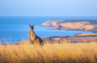 Kangaroo Island | Attractions & Places To Go | SA Tourism | South...